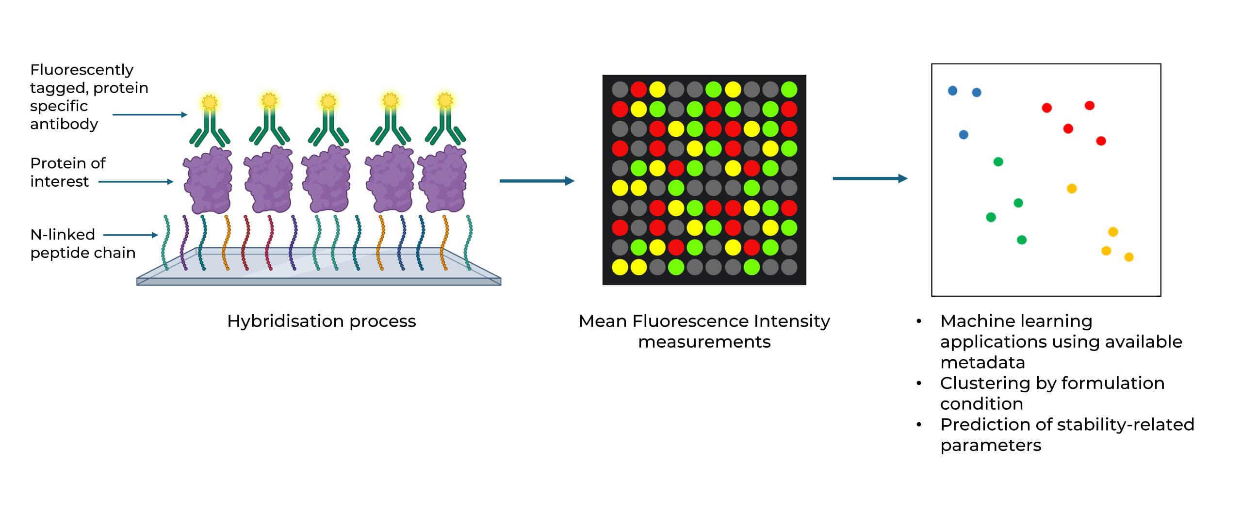 ImmunoSig Epitope Mapping Services Platform Biologic formulation profiling workflow, peptide microarray binding fingerprints for therapeutic antibody stability and formulation optimisation